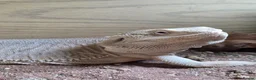 Bearded Dragon reptiles for sale: Hypo zero letherback 66% trans bearded dragon - Advert 4
