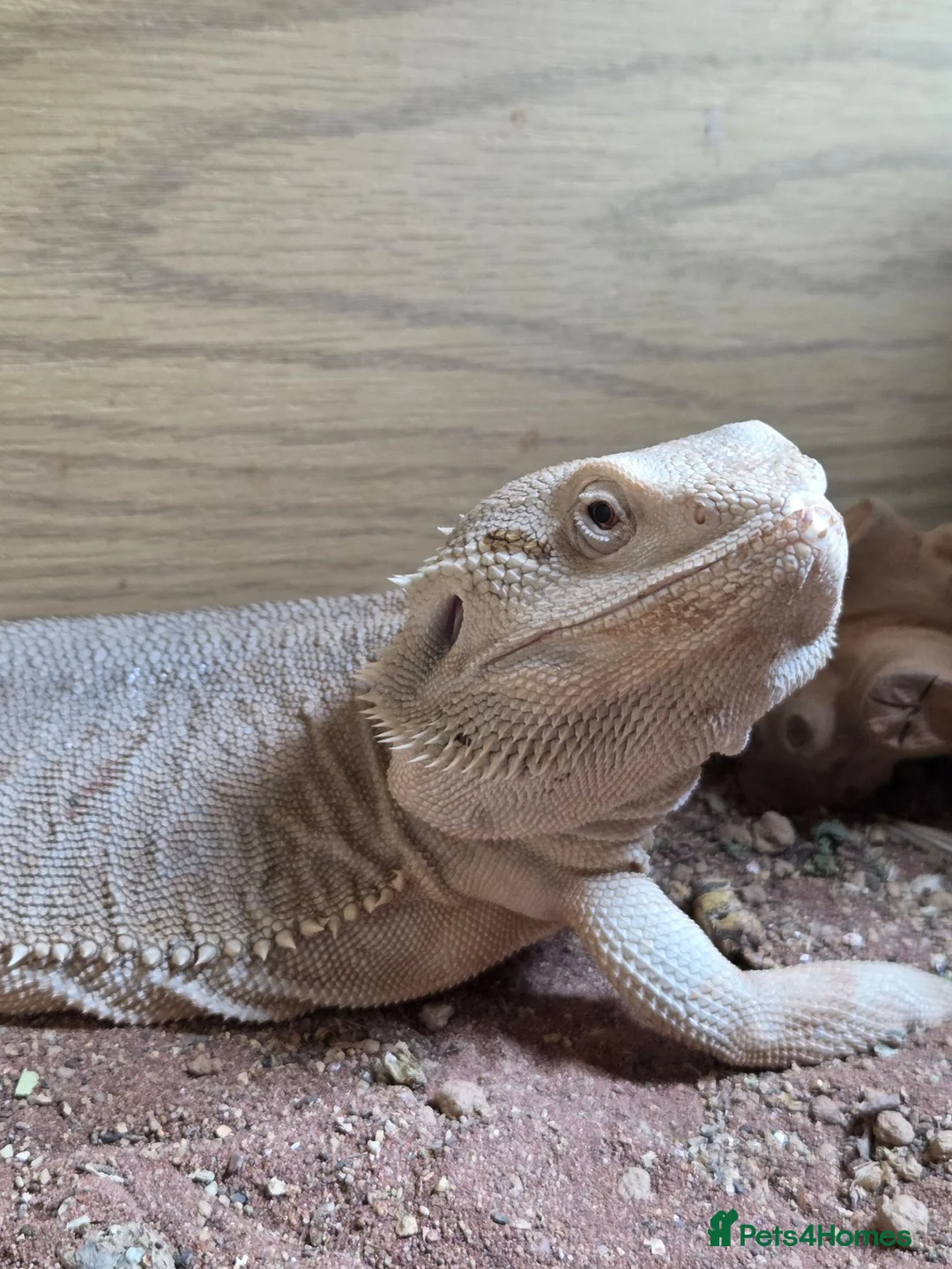 Bearded Dragon reptiles for sale: Hypo zero letherback 66% trans bearded dragon - Advert 4