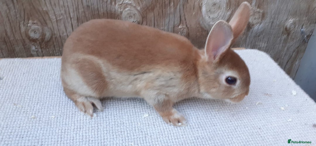 Rex rabbits for sale: Mini Rex Babies and 6 month old Doe - Image 1