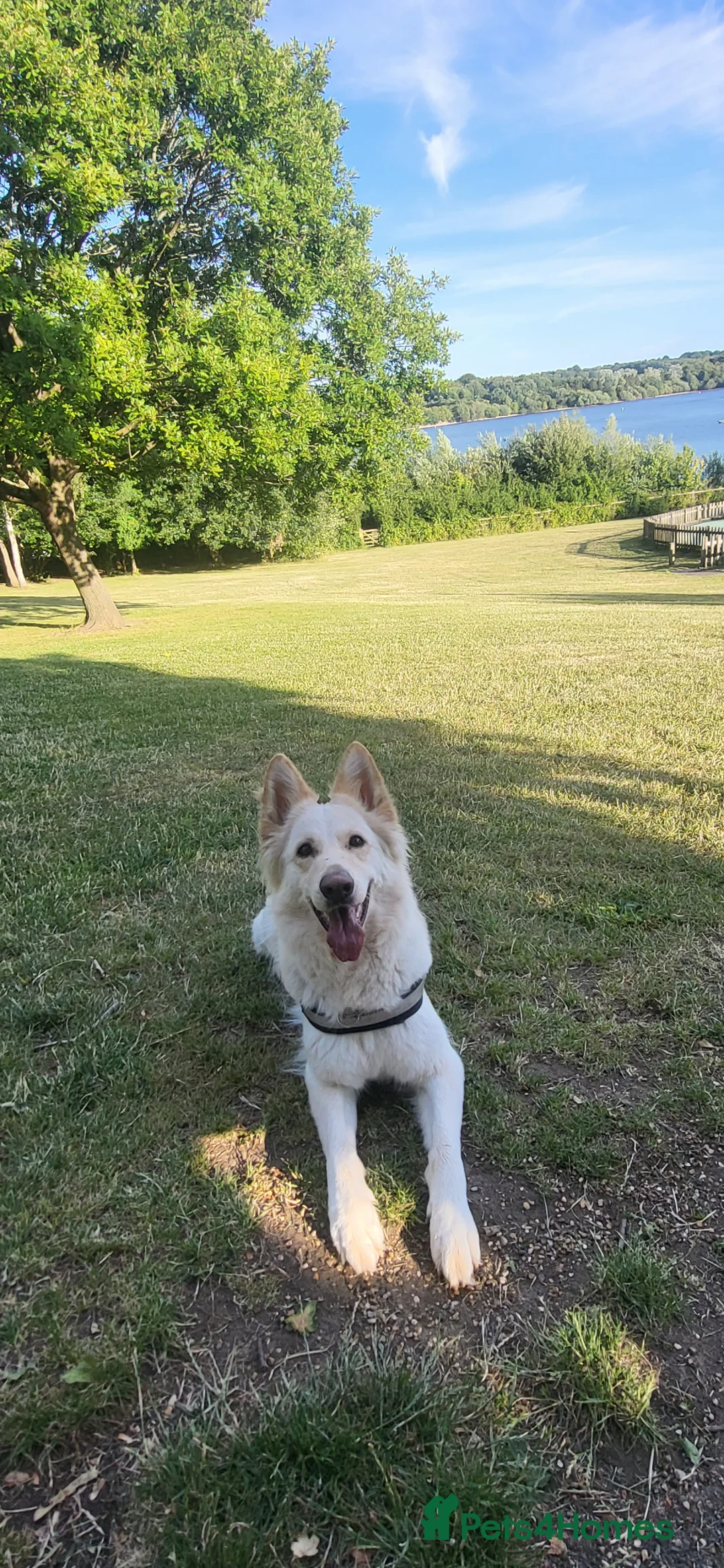 German Shepherd dogs for sale: Beautiful long haired German shepherd girl   - Advert 1