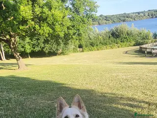 German Shepherd dogs Beautiful long haired German shepherd girl - Advert 2