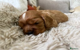 Cavalier King Charles Spaniel dogs for sale: Cavalier King Charles  - Image 18