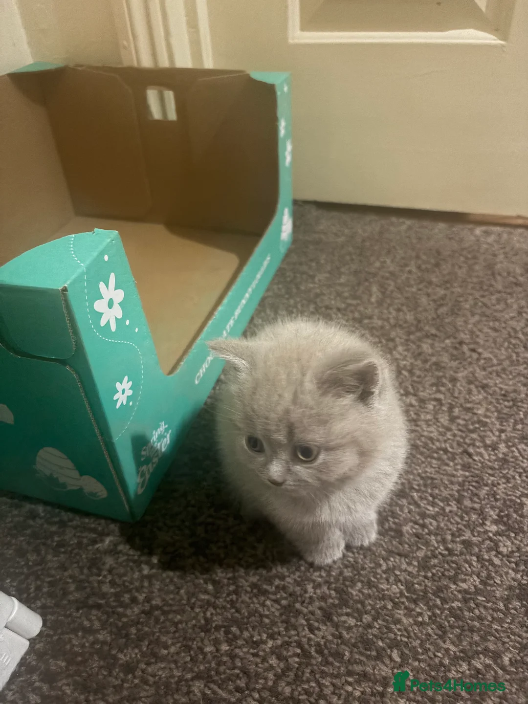 British Shorthair cats for sale: Cute and cuddly British Shorthaired kittens  - Advert 15