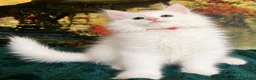Maine Coon cats for sale: Maine Coon Kittens World Champion Bloodlines - Advert 1