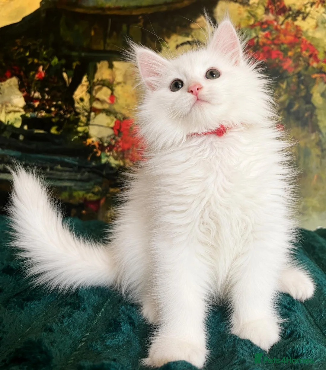 Maine Coon cats for sale: Maine Coon Kittens World Champion Bloodlines - Advert 1