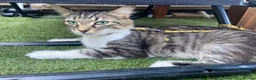 Domestic Shorthair cats for adoption: Peaches - Adopt Cats in Crisis East Ldn - Advert 4