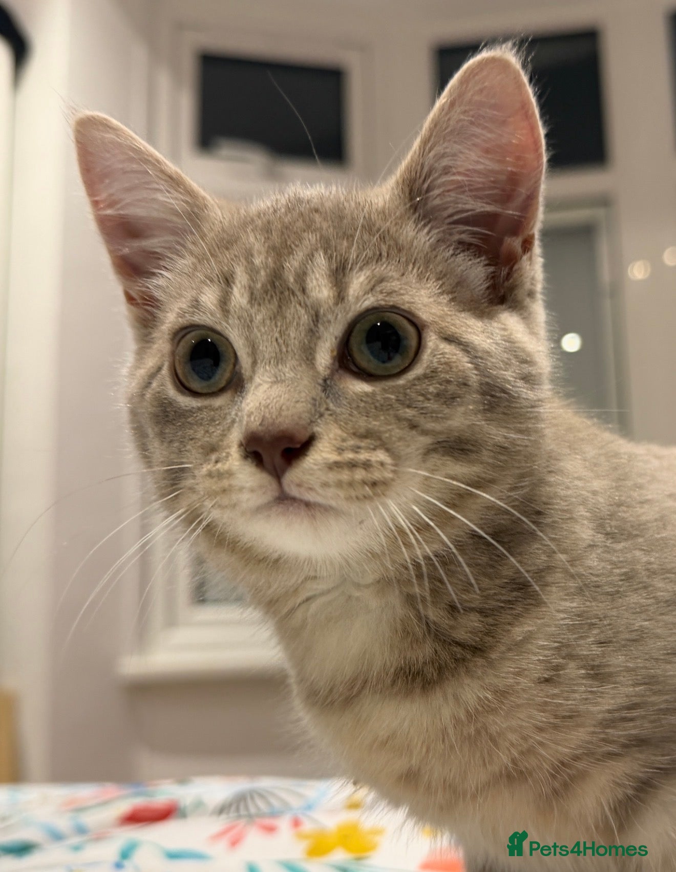 Mixed Breed cats Stunning, gentle lilac female kitten - Advert 4