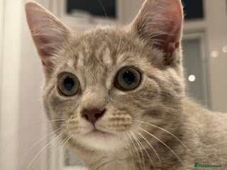 Mixed Breed cats Stunning, gentle lilac female kitten - Advert 4