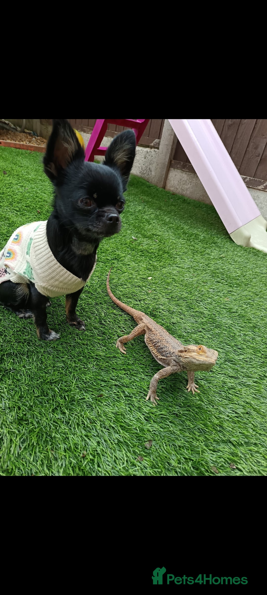 Bearded Dragon reptiles for sale: Leonard the bearded dragon  - Advert 3