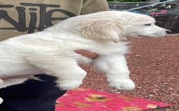 Golden Retriever dogs for sale: White Golden Retriever  - Image 3