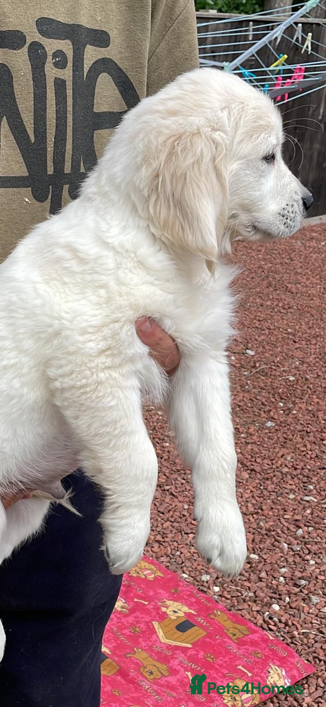 Golden Retriever dogs for sale: White Golden Retriever  - Image 3
