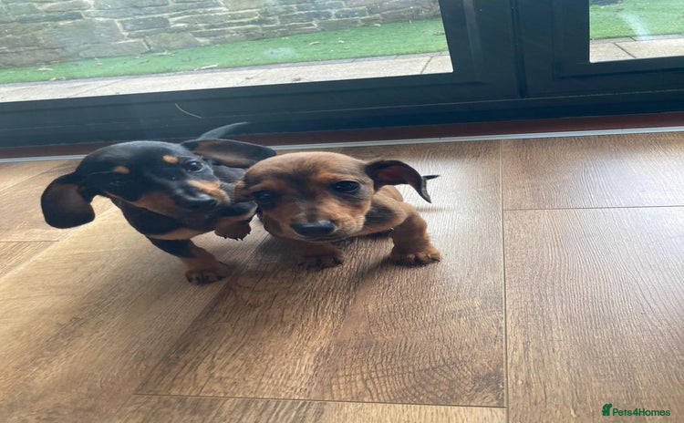 Dachshund dogs - Advert 1