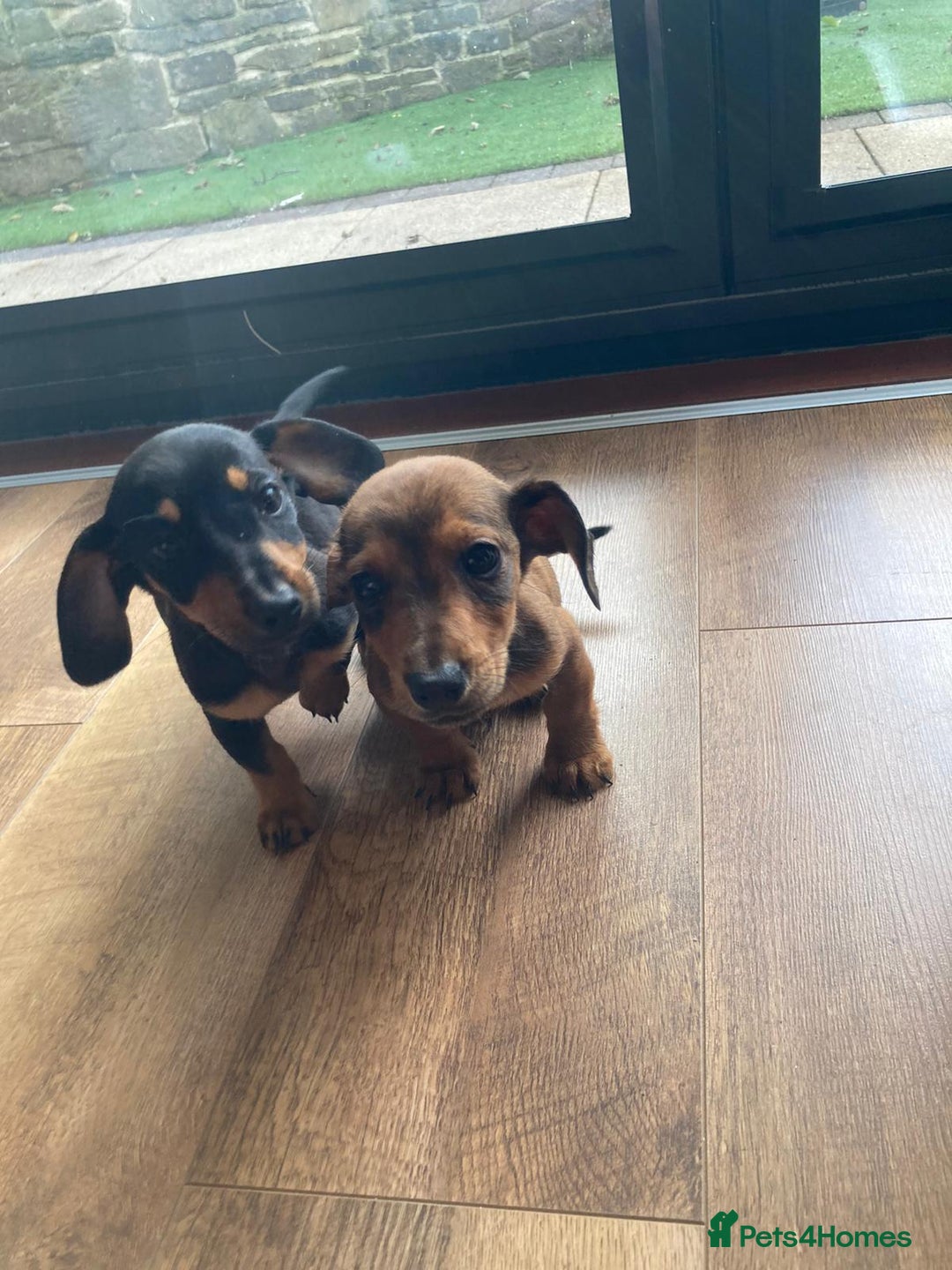 Dachshund dogs for sale: 2 dachshund pups - Image 1