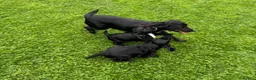 Sprocker dogs for sale: Two Black Sprockers - Advert 6