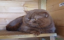 British Shorthair cats for sale: Ready now! Affectionate Black GCCF female - Image 7