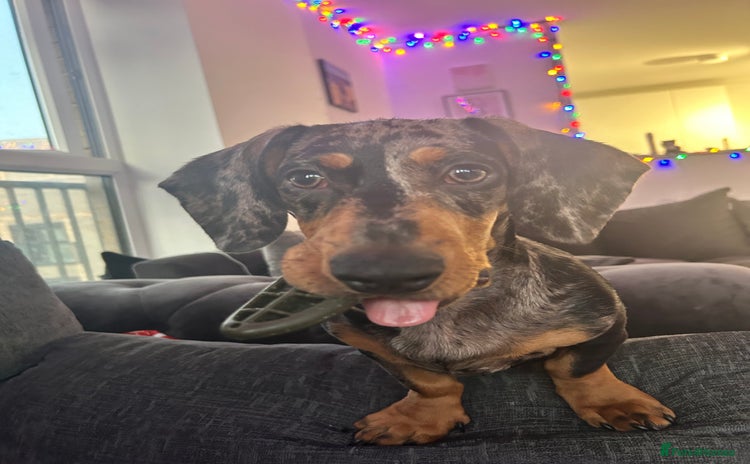 Dachshund dogs - Advert 4