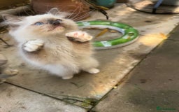 Ragdoll cats for sale: 🚨 Gorgeous, pedigree Ragdoll Puffballs! 🚨  - Image 1