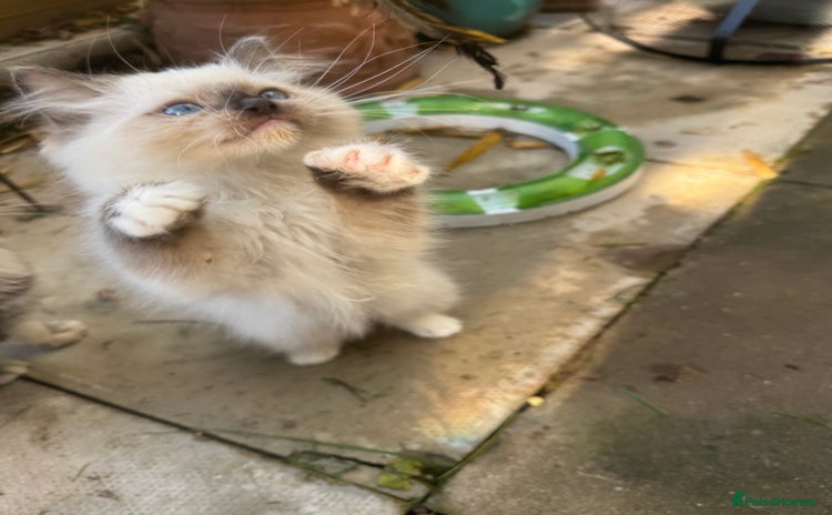 Ragdoll cats - Advert 2