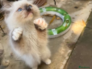 Ragdoll cats 🚨 Gorgeous, pedigree Ragdoll Puffballs! 🚨 - Advert 5