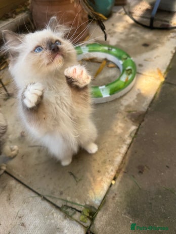 Ragdoll cats - Advert 2