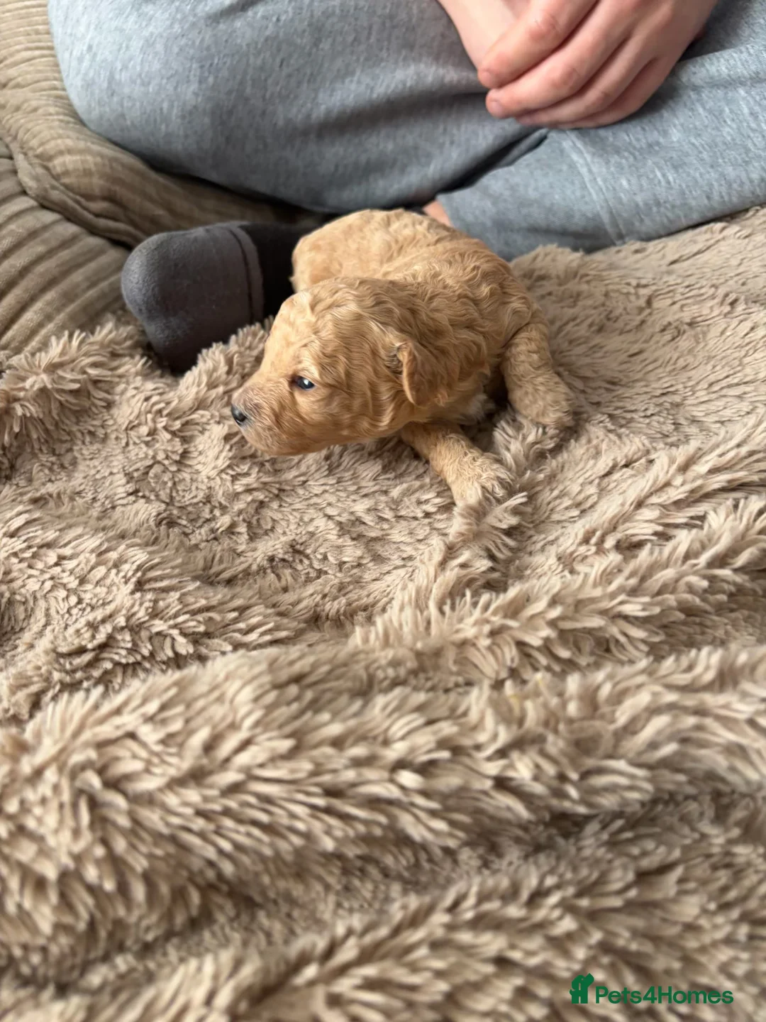 Poochon dogs for sale: F1 POOCHON puppies champion blood line  - Advert 9