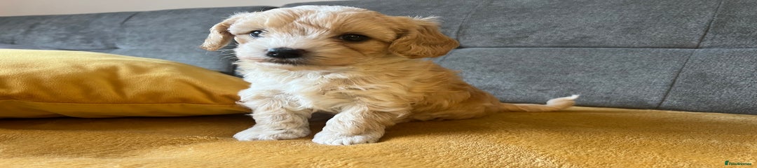 Maltipoo Puppy 1