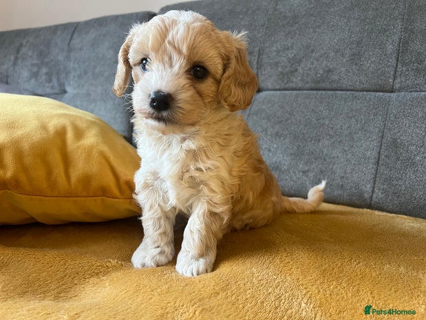 Maltipoo dogs - Advert 1