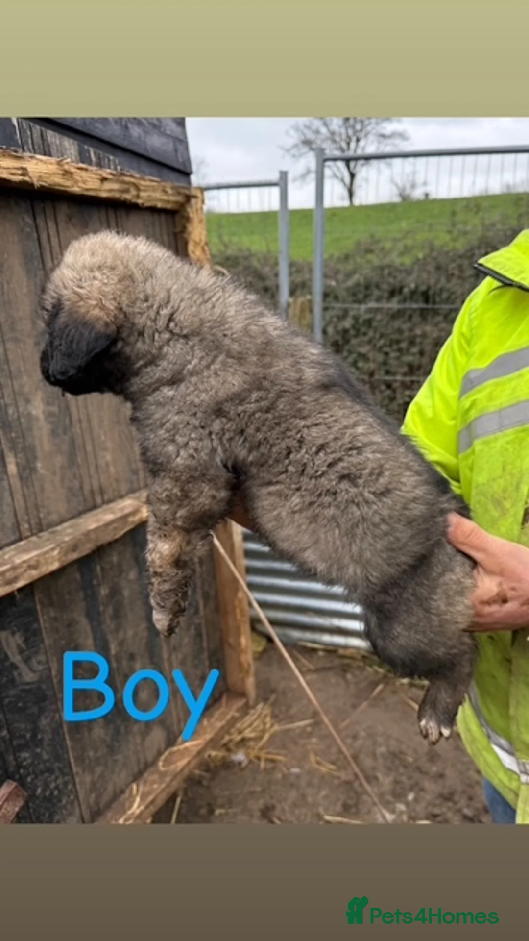 Caucasian Shepherd Dog dogs for sale: Beautiful Caucasian shepherd puppies in Radstock - Advert 31