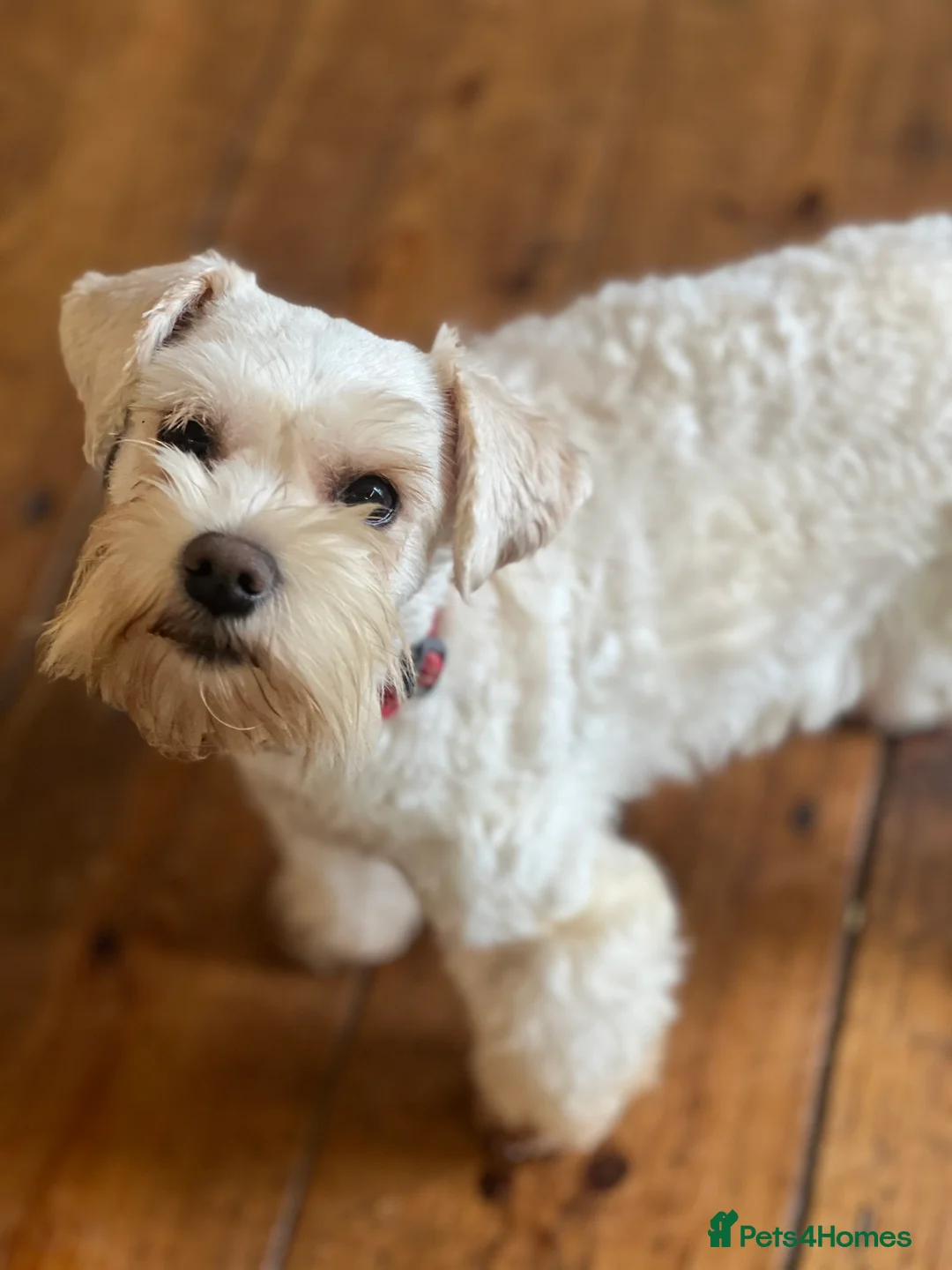 Schnoodle dogs for sale: F1 Toy Mega Coat Schnoodles - Advert 3