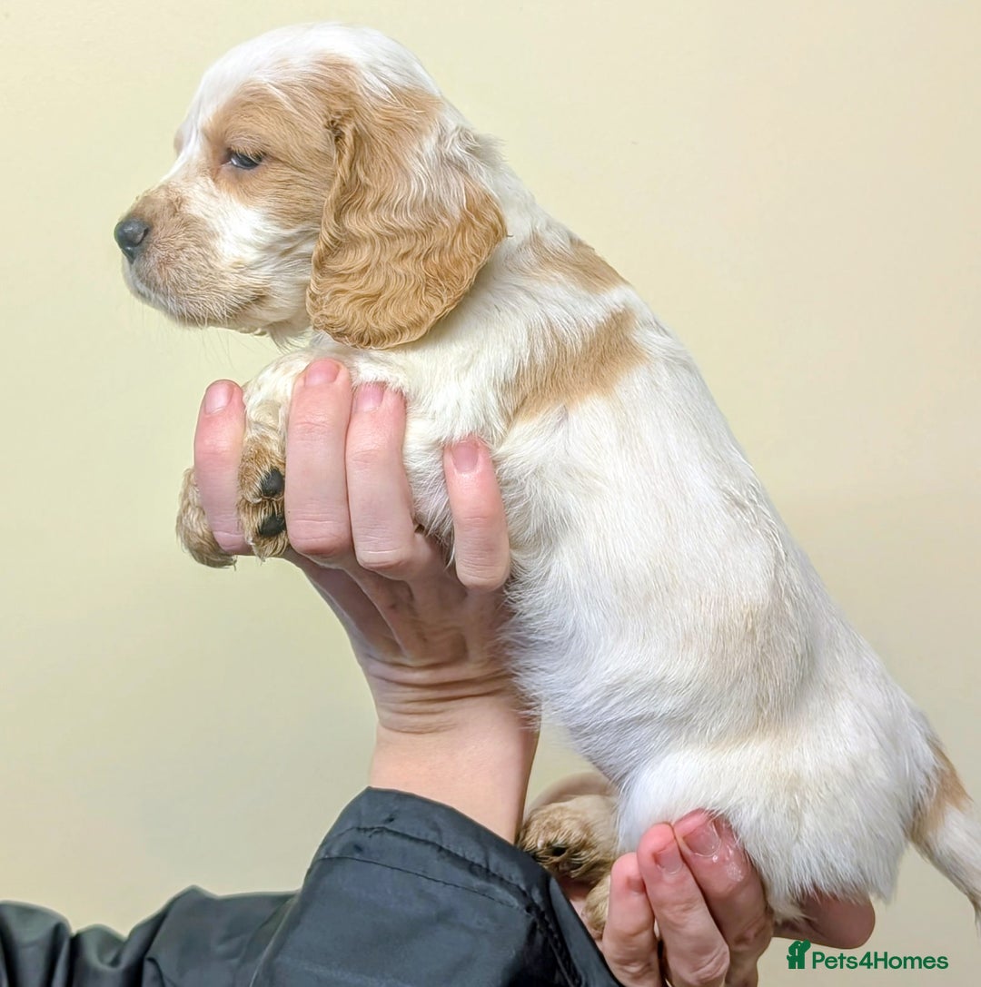 Cocker Spaniel dogs for sale: Cocker spaniel puppies  - Advert 11