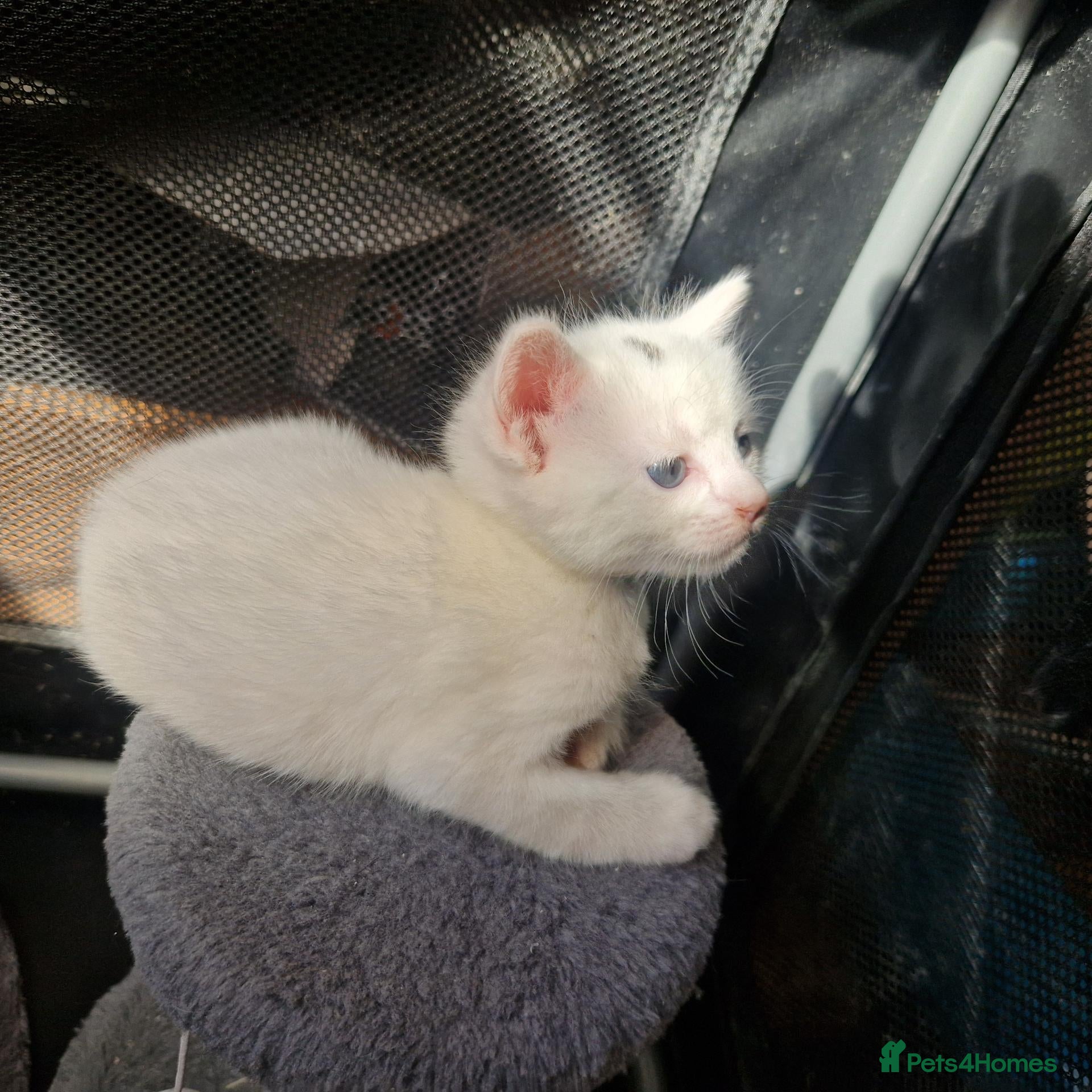 Mixed Breed cats Beautiful kittens  - Advert 5