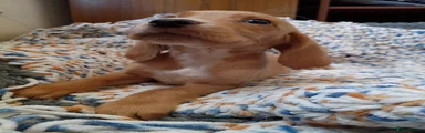 Cocker Spaniel 1