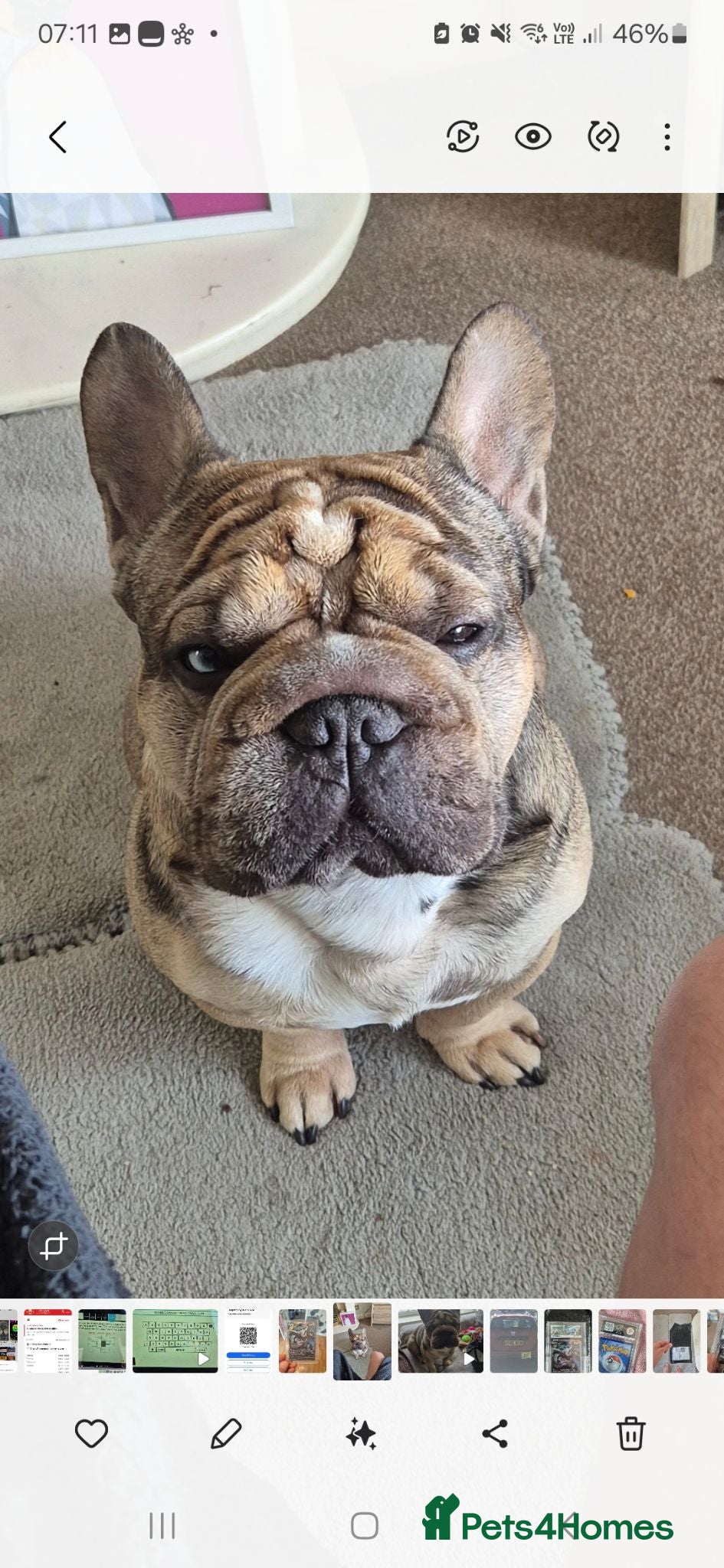 French Bulldog dogs Stud  **  Frenchie - Beautiful doggy - Advert 1