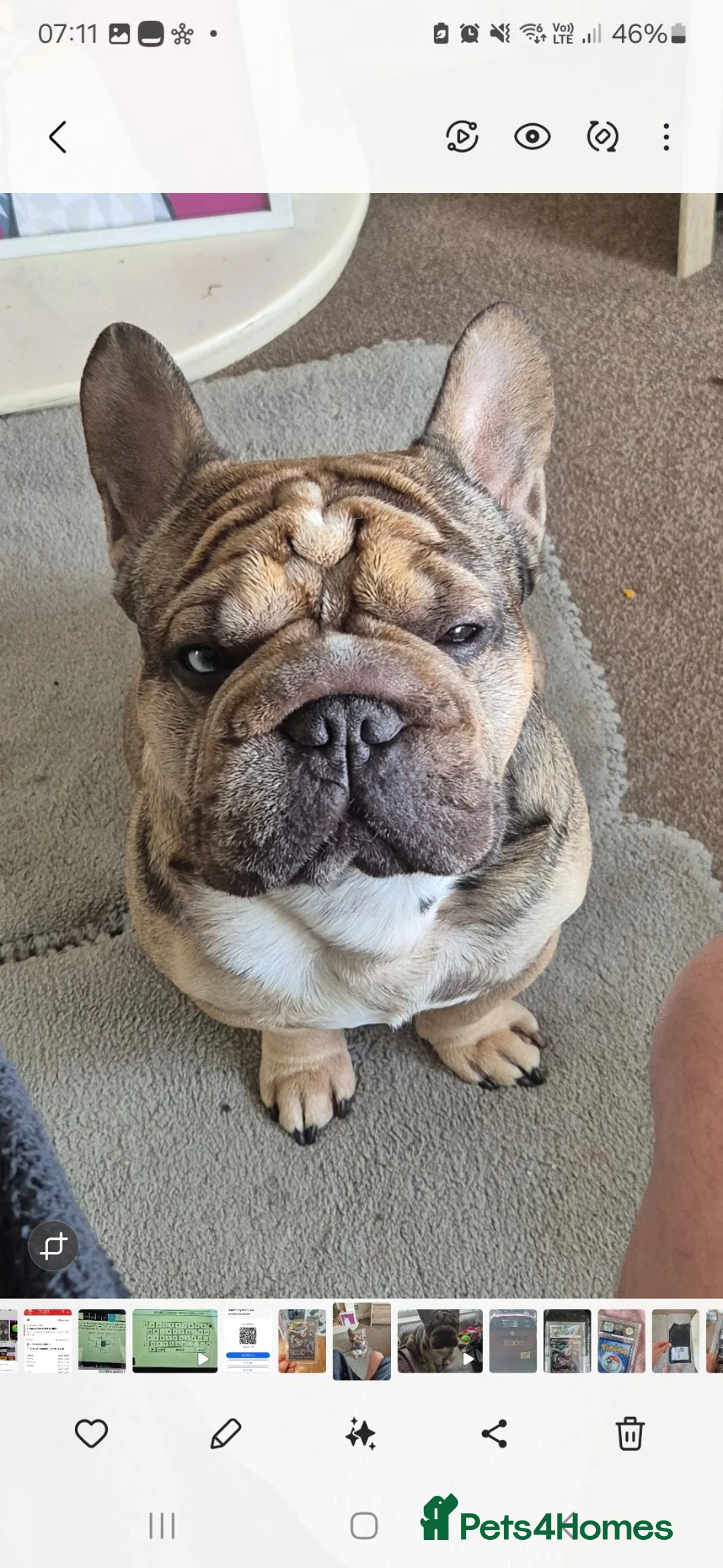 French Bulldog dogs for stud: Stud  **  Frenchie - Beautiful doggy in Ellesmere Port - Advert 1