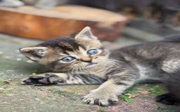 Scottish Fold cats for sale: Beautiful Scottish Kittens – Fold & Straight Ears - Image 4