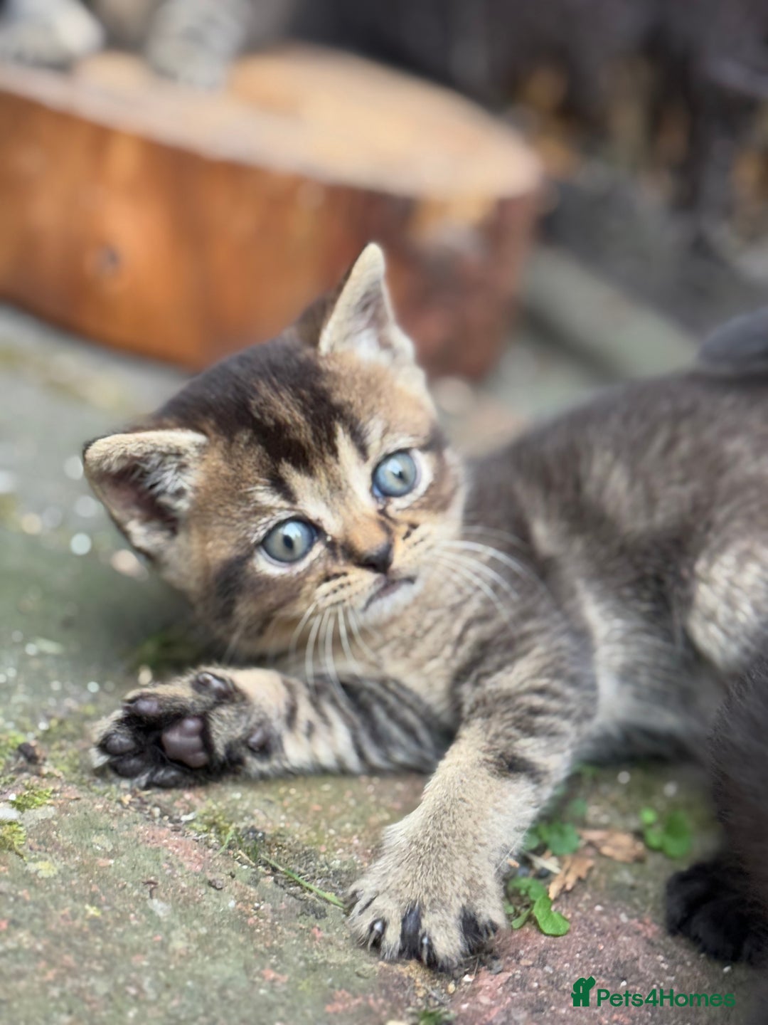 Scottish Fold cats for sale: Beautiful Scottish Kittens – Fold & Straight Ears - Image 4