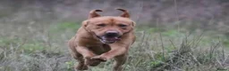 Labrador Retriever dogs for sale: Stunning Chunky KC Registered Red Labrador Puppies - Advert 26