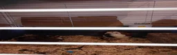 Mixed Breed birds for sale: Quails in Gateshead - Advert 3