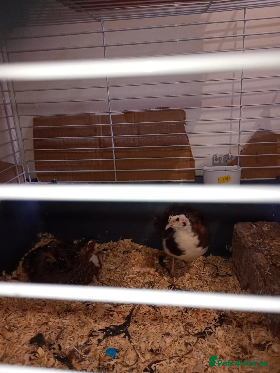 Mixed Breed birds for sale: Quails in Gateshead - Advert 3