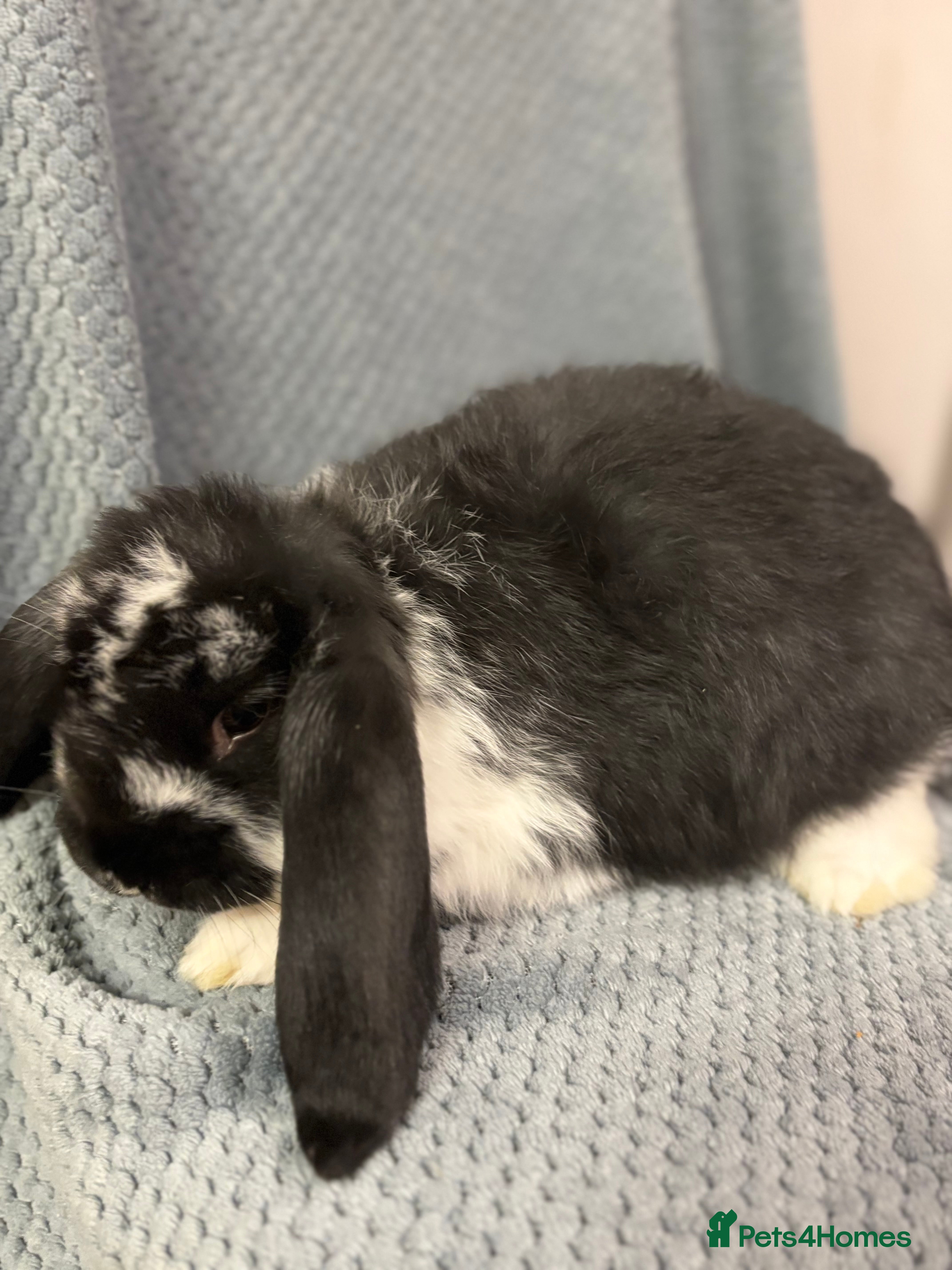 French Lop rabbits Gorgeous French lop babies  - Advert 1