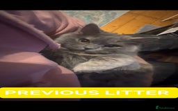 British Shorthair cats for sale: British Shorthair kittens - Image 20