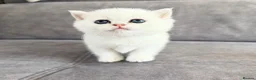 British Shorthair cats for sale: 😻TICA British Shorthair kittens 😻 - Advert 29