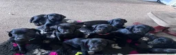 Labrador Retriever dogs for sale: Labrador Retriever KC puppies - Advert 2