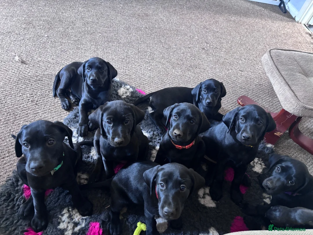 Labrador Retriever dogs for sale: Labrador Retriever KC puppies - Advert 2