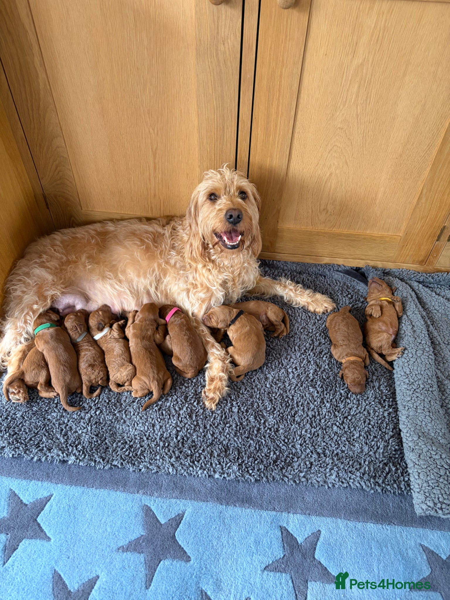 Labradoodle dogs Gorgeous Fox Red Miniature Labradoodle F1b Puppies - Advert 1