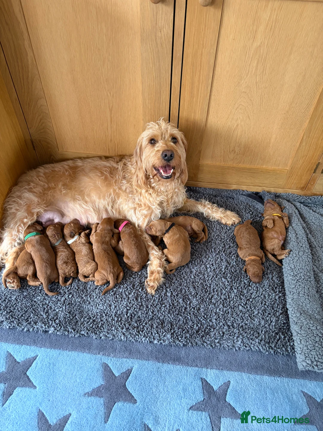 Labradoodle dogs for sale: Gorgeous Fox Red Miniature Labradoodle F1b Puppies in Dorchester - Advert 1