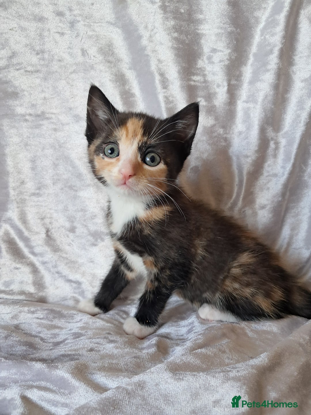 Mixed Breed cats for sale: Beautiful kittens  - Image 3