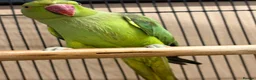 Ringnecks birds for sale: Ringneck - Advert 2