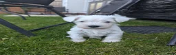 Miniature Schnauzer dogs for sale: KC Registered Miniature Schnauzer Puppies  - Advert 5
