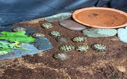 Hermann Tortoise reptiles for sale: Hermanns tortoises - Image 4